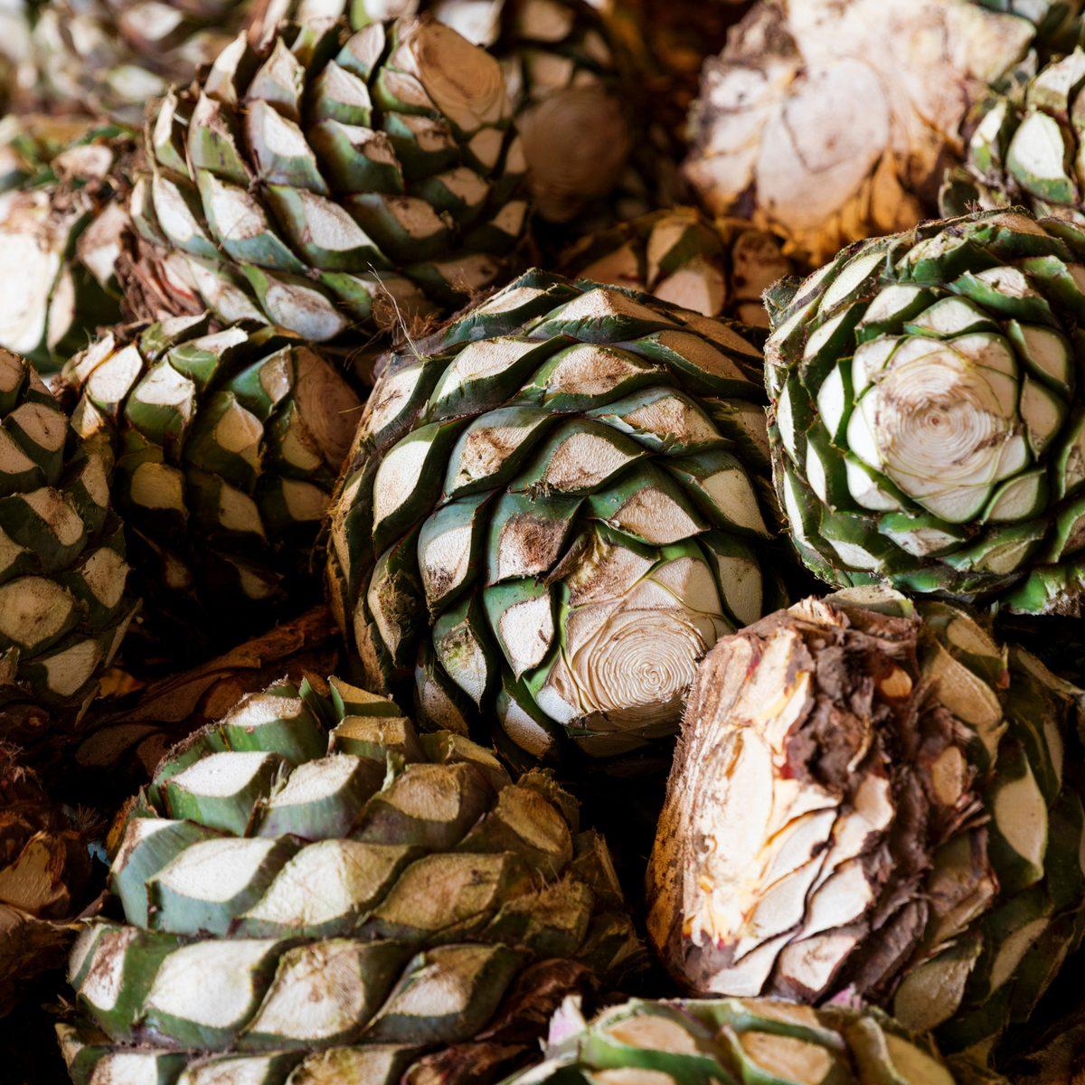 Jimado agave piñas